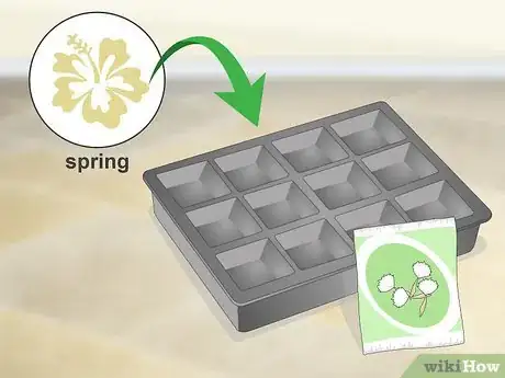 Image intitulée Grow Gerbera Daisies Step 1