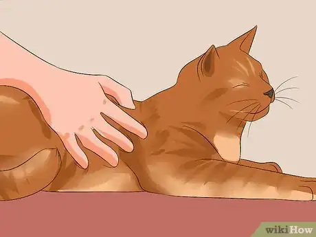 Image intitulée Know Your Cat's Age Step 8