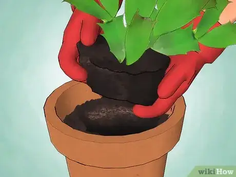 Image intitulée Care for a Christmas Cactus Step 14