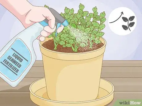 Image intitulée Grow an Herb Garden Indoors Year Round Step 18