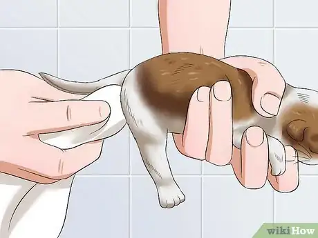 Image intitulée Care for Newborn Kittens Step 11