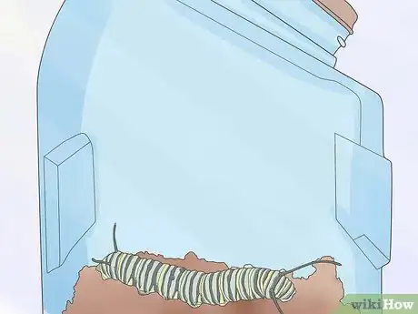 Image intitulée Care for a Caterpillar Step 6