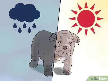 Image intitulée Take Care of an English Bulldog Puppy Step 22