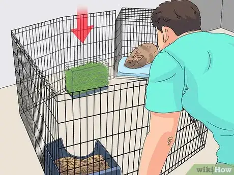 Image intitulée Care for a Rabbit Step 8