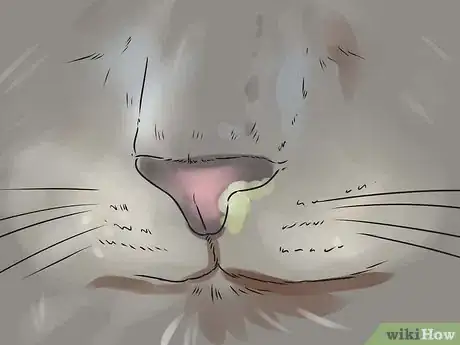 Image intitulée Help Your Cat Breathe Easier Step 3
