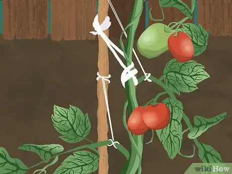 Image intitulée Tie up Tomatoes Step 11