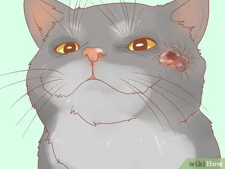 Image intitulée Recognize Skin Cancer in Cats Step 10