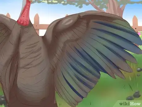 Image intitulée Sex Turkeys Step 11