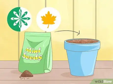 Image intitulée Grow Mint Step 4