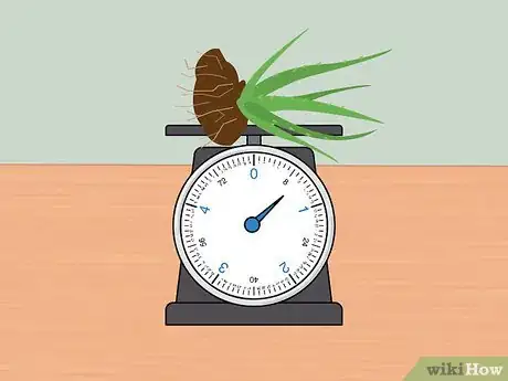 Image intitulée Measure Growth Rate of Plants Step 20