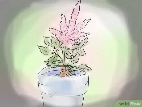 Image intitulée Grow Astilbe Step 4