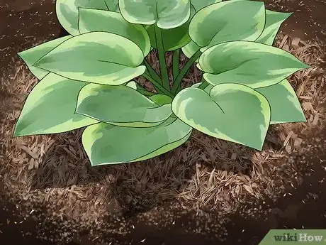 Image intitulée Plant Hostas Step 7