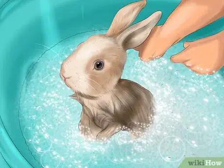 Image intitulée Raise a Lop Eared Rabbit As a Pet Step 21