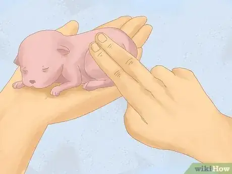 Image intitulée Care for Newborn Puppies Step 19