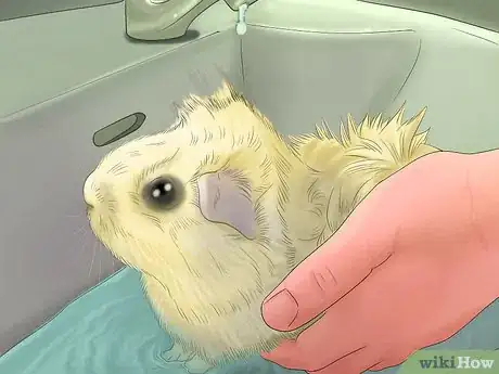 Image intitulée Care for Guinea Pigs Step 15