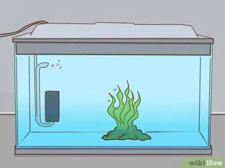 Image intitulée Add Fish to a New Tank Step 12