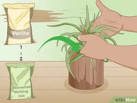 Image intitulée Care for a Bromeliad Step 11