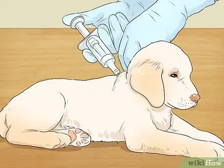 Image intitulée Breed Labradors Step 13