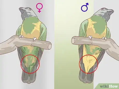 Image intitulée Tell the Sex of Parrots Step 7