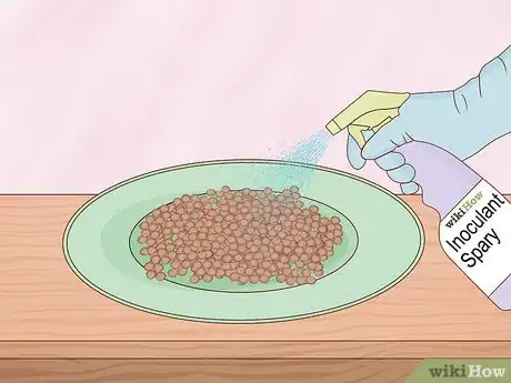 Image intitulée Grow Lentils Step 5
