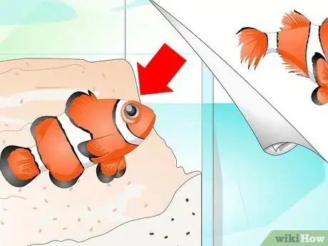 Image intitulée Tell if Your Fish Is Sick Step 9