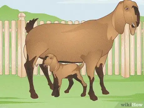 Image intitulée Raise Goats Step 14