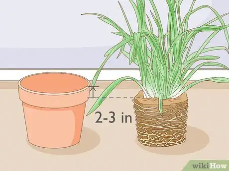 Image intitulée Grow Cymbidium Orchids Step 14