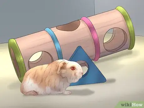 Image intitulée Care for Guinea Pigs Step 10