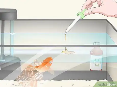 Image intitulée Know when Your Goldfish Is Dying Step 11