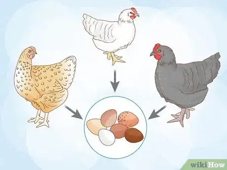 Image intitulée Start a Chicken Farm Step 14