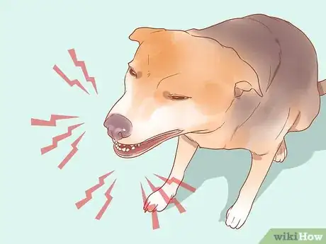 Image intitulée Know When Your Dog is Sick Step 2