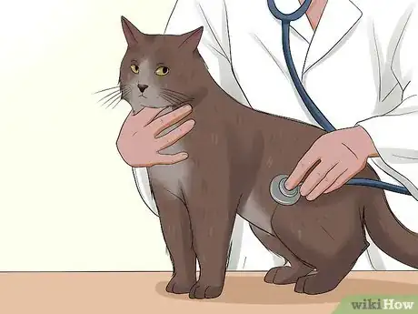 Image intitulée Care for a Cat with Feline Leukemia Step 1