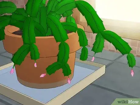 Image intitulée Care for a Christmas Cactus Step 11