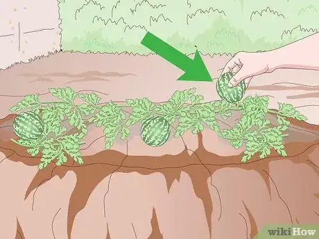 Image intitulée Grow a Square Watermelon Step 10