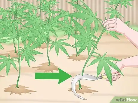 Image intitulée Grow Hemp Step 7