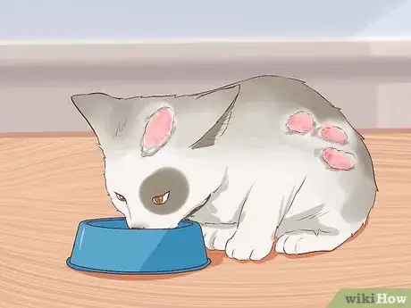 Image intitulée Stop Your Cat's Diarrhea Step 6