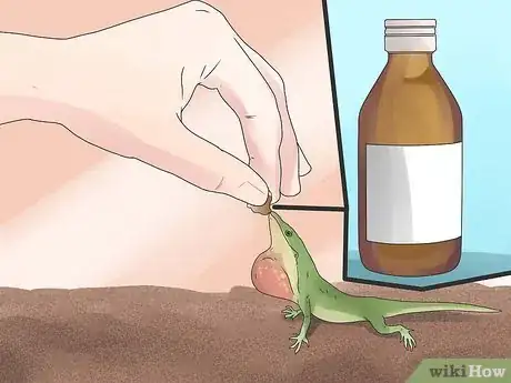 Image intitulée Care for Green Anole Lizards Step 7