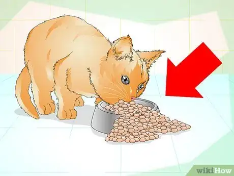 Image intitulée Determine if Your Cat is Overweight Step 7