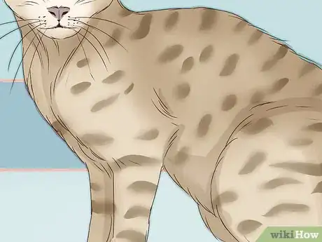 Image intitulée Identify a Tabby Cat Step 11