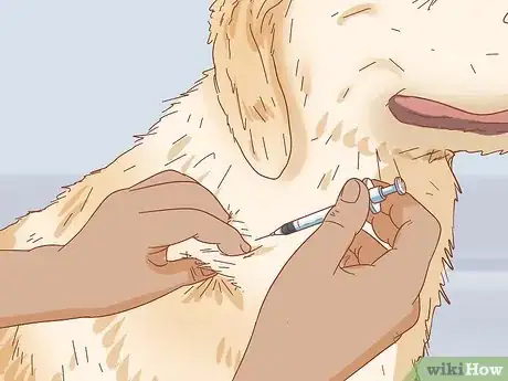 Image intitulée Keep a Dog in Good Health Step 15