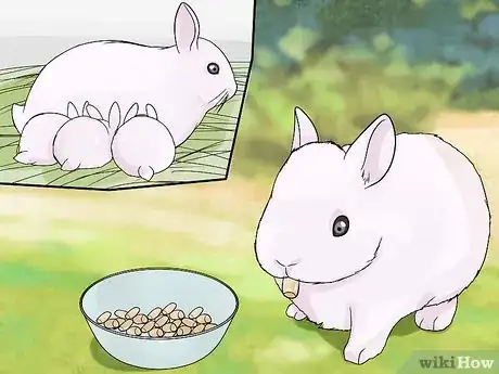 Image intitulée Care for Newborn Rabbits Step 10