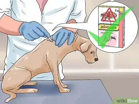 Image intitulée Rid Your Pet of Fleas Step 2