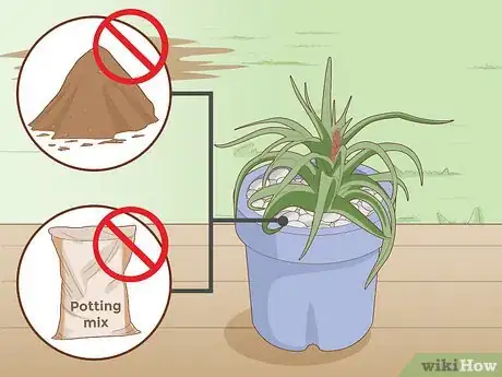 Image intitulée Care for a Bromeliad Step 10