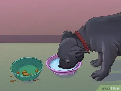 Image intitulée Feed an American Bully Puppy Step 7