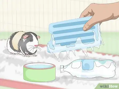 Image intitulée Keep Your Guinea Pig Cool in Hot Weather Step 9