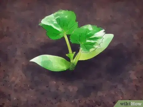 Image intitulée Grow Cantaloupe Step 6