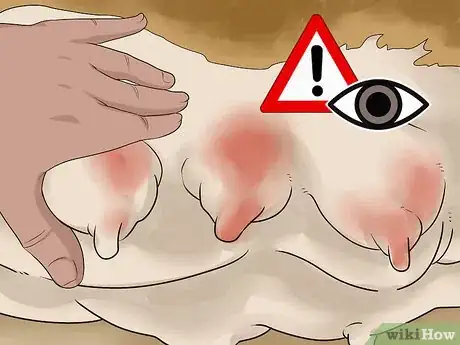 Image intitulée Treat Mother Dogs with Sore or Infected Nipples Step 11