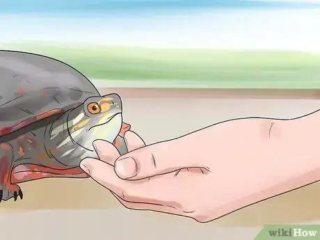 Image intitulée Pet a Turtle Step 5