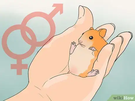 Image intitulée Breed Syrian Hamsters Step 30