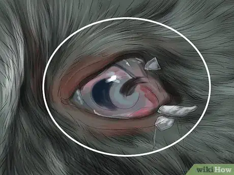 Image intitulée Diagnose and Treat Bulging Eye in Cats Step 3